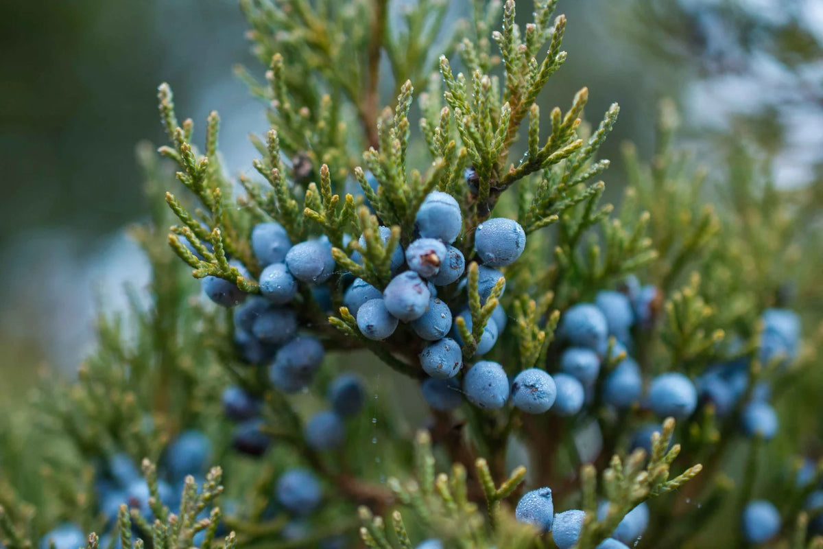 Juniper Berry