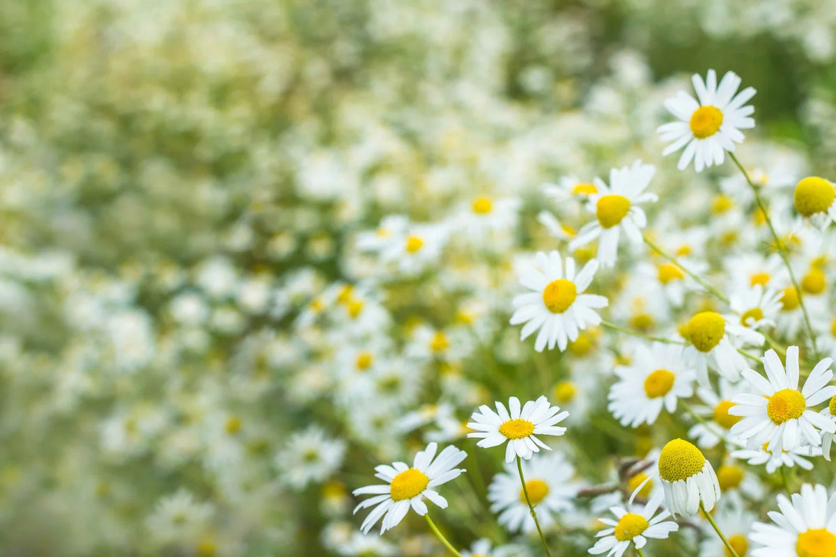 Roman Chamomile