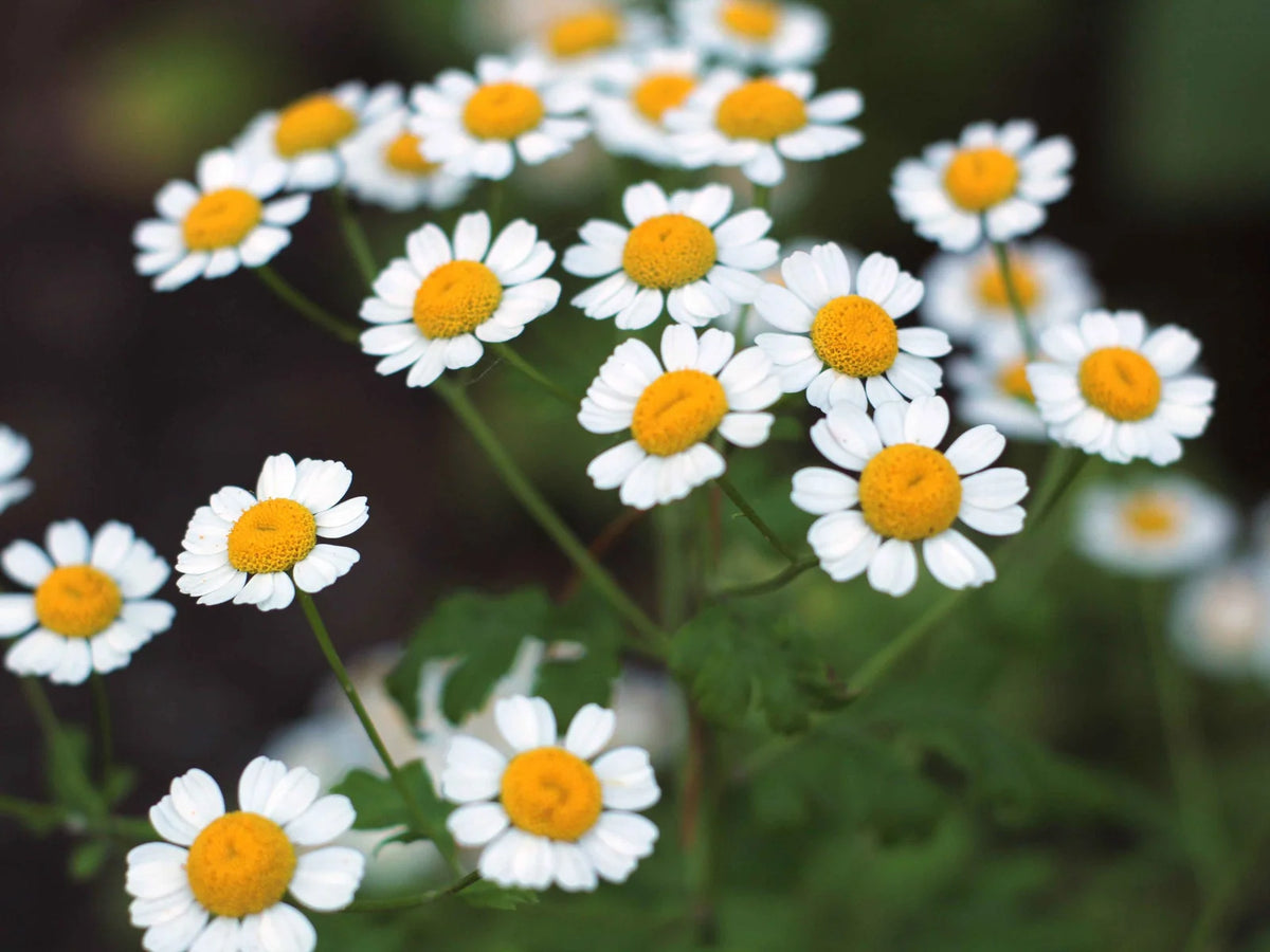 German Chamomile